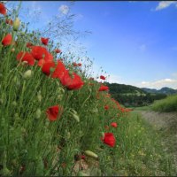 poppy road