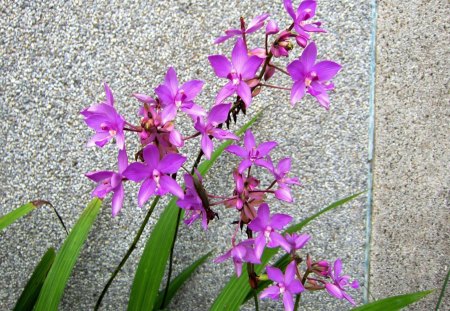 Pretty flowers - countryside, flowers, pretty, pink