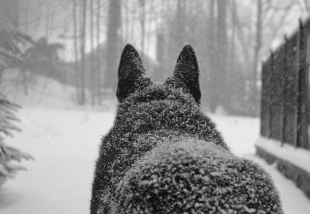 behind the wolf - pretty, fantastic, amazing, wolf, behind the wolf, snow, great, forest, beast, stunning, nice, outstanding, super, winter, beautiful, wonderful, marvellous, picture, awesome, skyphoenixx1, adorable, wallpaper