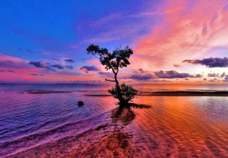 beautiful pink sunset - tree, sunset, bay, pink