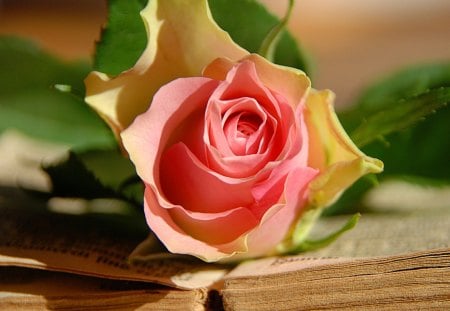 Rose and old book - pretty, sunny, romantic, book, pink, leaves, red, old, nice, beautiful, lovely, love, flower, petals, shadow, rose, gift