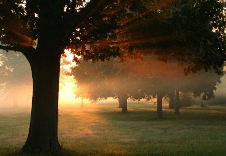 refreshing morning - trees, mist, morning, grass