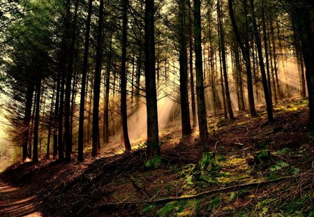 SUN BURST FOREST - path, sun rays, trees, nature, beams, forest