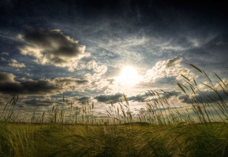 sunset over wheat field - flield, clouds, wheat, sunset