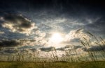 sunset over wheat field