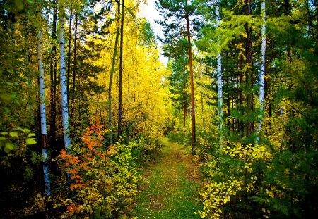 Forest landscape - trees, peaceful, colorful, path, calm, yellow, green, grass, branches, landscape, summer, bushes, serenity, nature, woods, forest, beautiful, red, leaves, colors