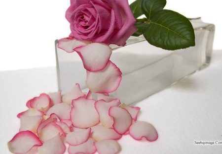 pink rose - paradise, flower, pink, beautiful