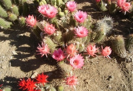 cactus blooms