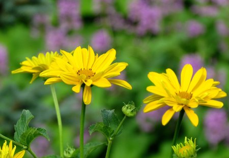 My garden - green, nice, summer, lila