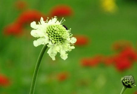 My garden - summer, garden, red, beautiful