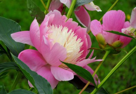 My garden - summer, pink, morning, green