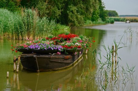 Flowers - boat - nature, river, flowers, grass, boat