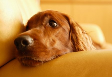 Boredom - nose, light, animals, eyes, couch, mouth, nature, ears, brown, dog, cute