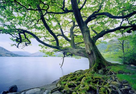 multi roots on an old tree by the lake - moss, lake, tree, roots