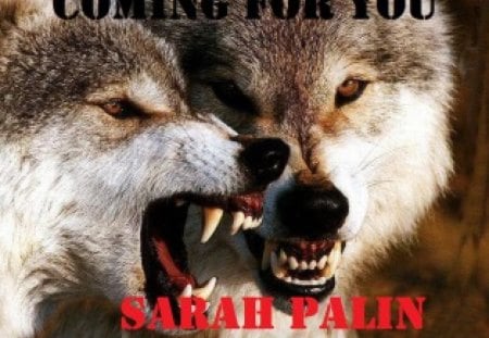 Wolves- Coming for you Sarah Palin - palin, kill, them, caribou, wolves, snarl, elk, snarls, debate, save, sarah, rude