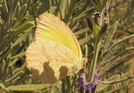 BORBOLETA - fauna, animal, natureza, inseto, flora