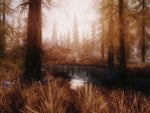 wonderful pond in a bare forest