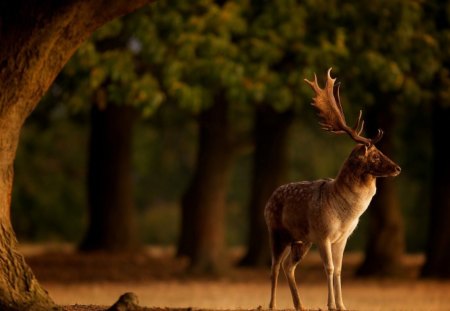 CERVO - animal, fauna, cervo, natureza