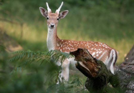 CERVO - animal, fauna, cervo, natureza