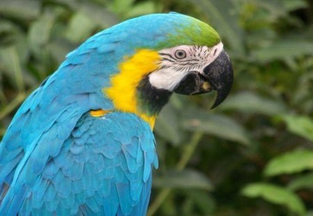 ARARA  AZUL - fauna, animal, ave, natureza, passaro, azul