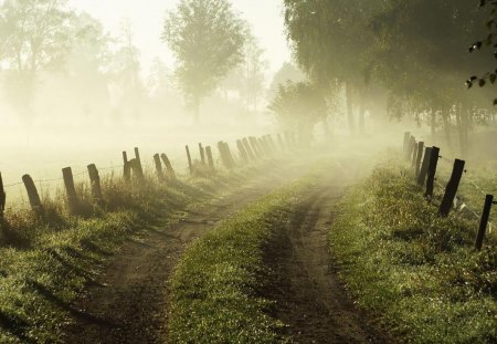 morning fog on a backroad - morning, road, fence, fog, trees