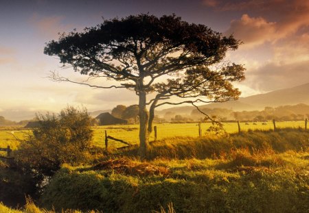 farms near harlech north wales - clouds, fence, tree, farms