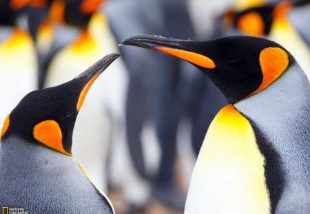 Artarctica penguins - birds, penguins, cold, snow, beauty, antarctica