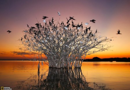 Plant in the middle of the river. - river, white birds, beautiful sunset, black birds, plants branchs, middle of the river