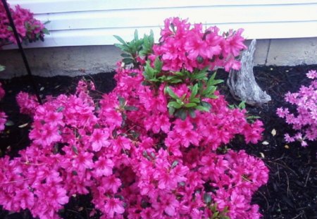 red flowers