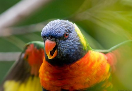 RAINBOW LORIKEET PARROT - colorful, rainbow, beautiful, parrot, beauty animal