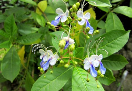 Flowers - flowers, lovely, countryside, tiny