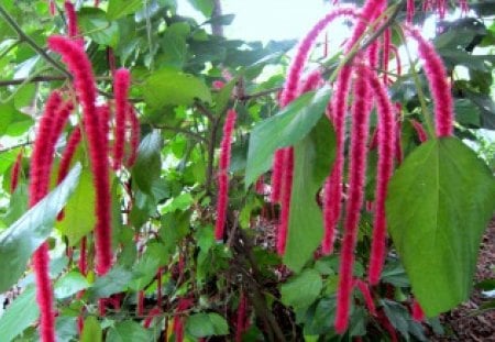 Strip of flowers - flowers, rare, red, a strip