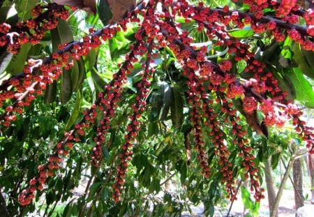 Lovely flowers - interesting, flowers, lovely, red