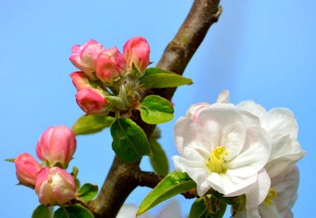 Flower Series #9 --Apple blossoms1 - blossoms, flower, apple, series