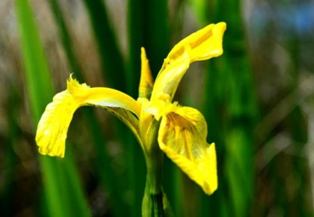 Flower Series#7  -wild iris - series, iris, flower, wild