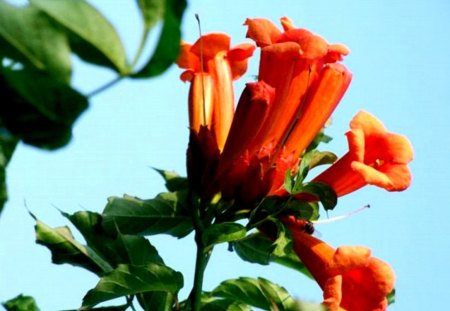 Flower series#8  --trumpet vine1 - trumpet, flower, vine, series