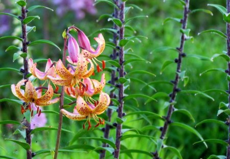 My garden - lilium, nice, summer, green