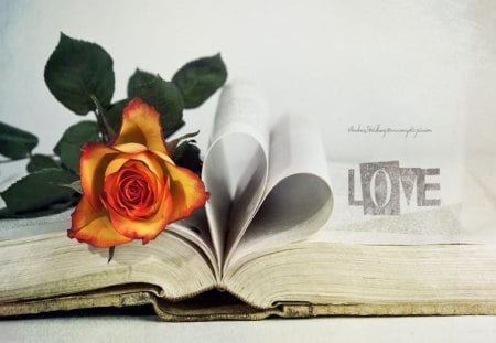 Love - rose, love, still life, book