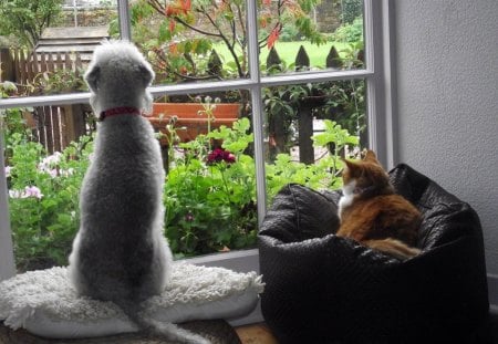 same thoughts - dogs, outside garden, the same look, cats