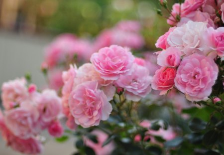 Roses - nature, flowers, roses, pink