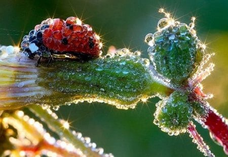 beetle - beetle, water drop, flower, spring