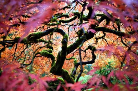 Japanese Maple Tree - maple, tree, park, japanese