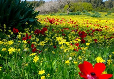 Yellow & Red Wildflowers - sunny, yellow, red, field, wildflower