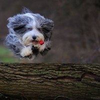 Little Dog - Big Leap