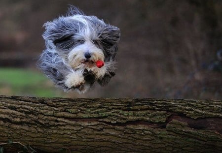 Little Dog - Big Leap - lhasa apso, tongue, log, leap, jump, cute, run