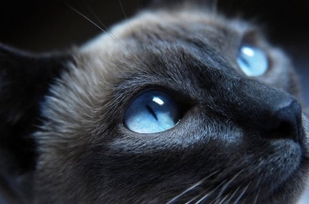 Cat - dark, cat, animals, blue, photography, animal, photo, black