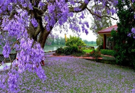 Purple Jacaranda Tree - purple, native, blossoms, petals, tree, ground, brazil