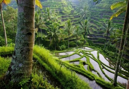 Rice Terraces in the Philippines - philippines, rice, padi, terrace