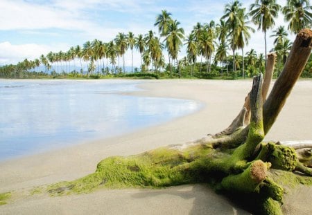 Cool summer scenary - palms, nature, summer, beach