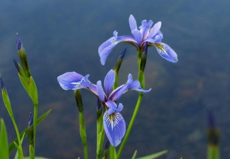 BLUE ON BLUE - plants, flowers, irises, gardens